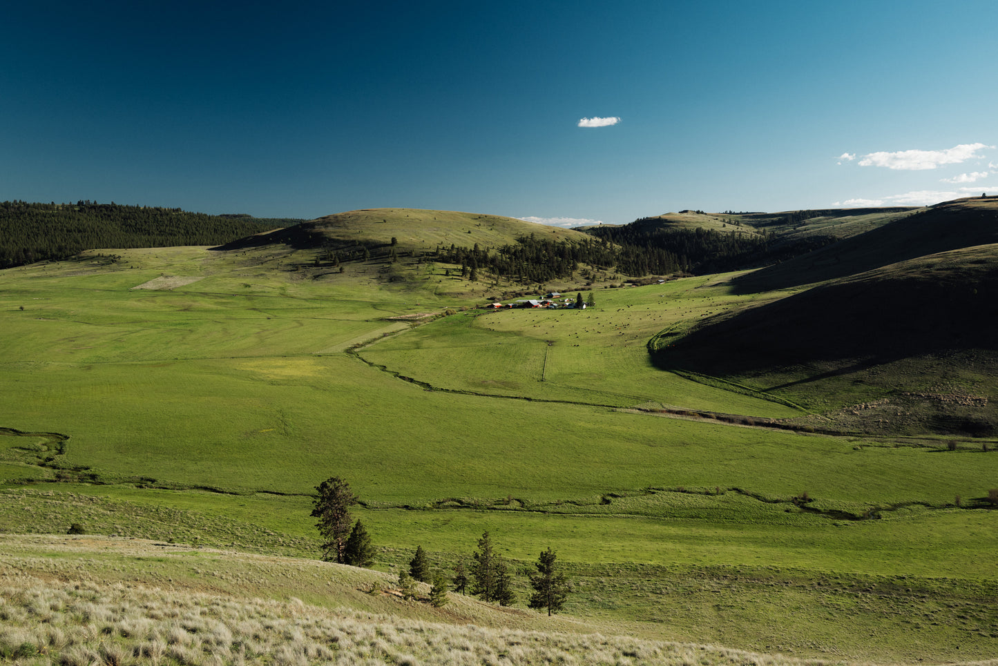 Certified All-Natural, Pasture-Raised Angus Beef (1/8, 1/4, 1/2 or whole)--Direct From Our Family Ranch