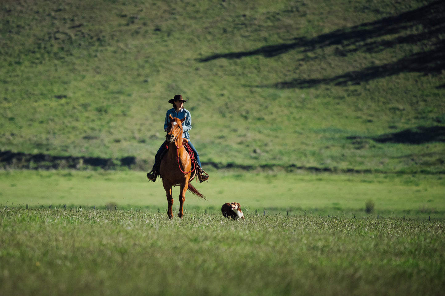 All-Natural Pasture-Raised Angus Ground Beef (Deposit for 40 lbs)--Direct From Our Family Ranch